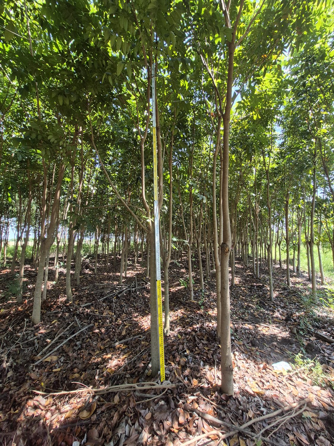 ต้นไม้ที่เติบโตในแปลงพร้อมสายวัดขนาดลำต้น / Established field-grown trees with a trunk measurement tape