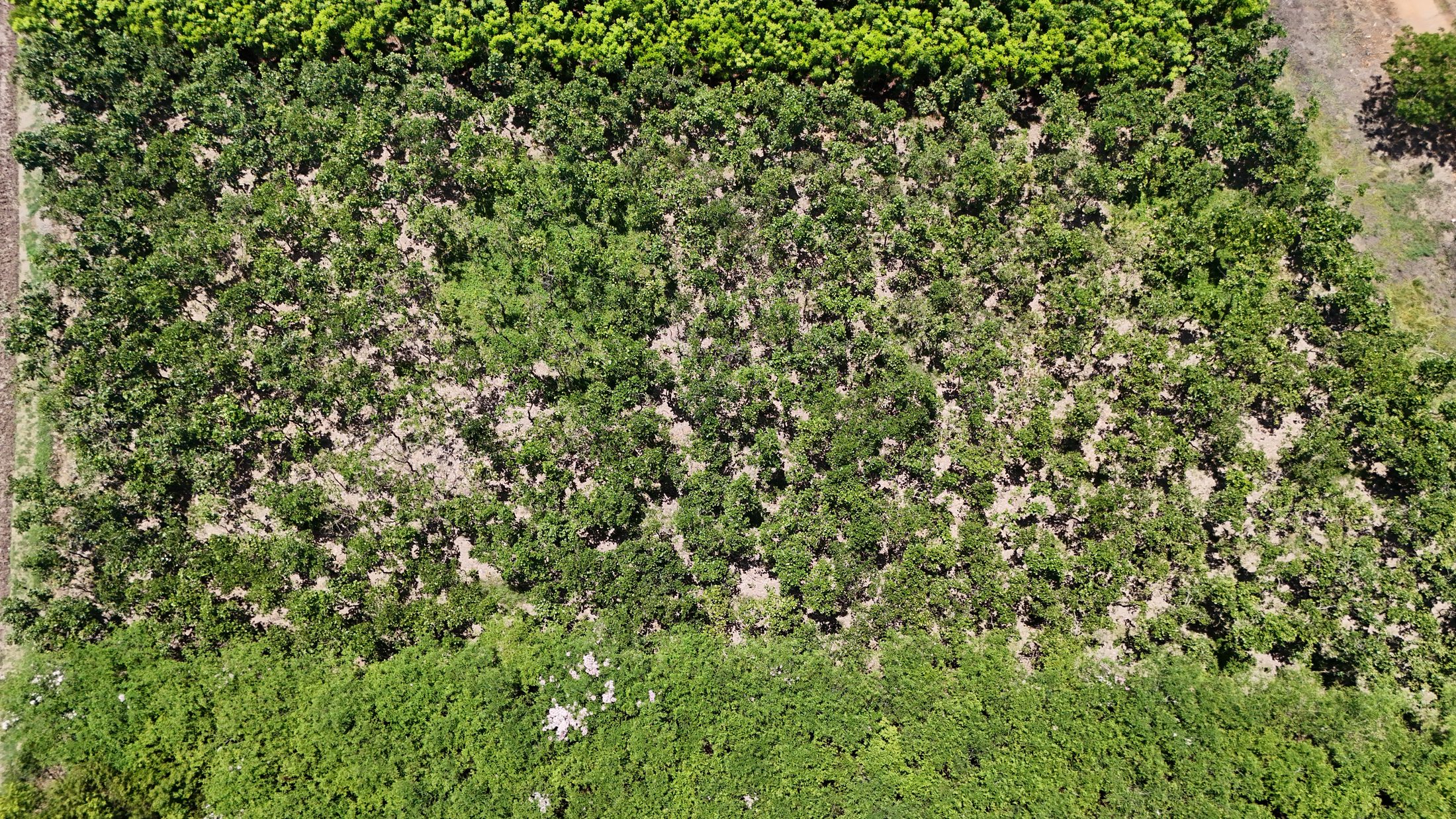ภาพมุมสูงของแปลงปลูกต้นไม้ / Aerial view of tree-growing fields
