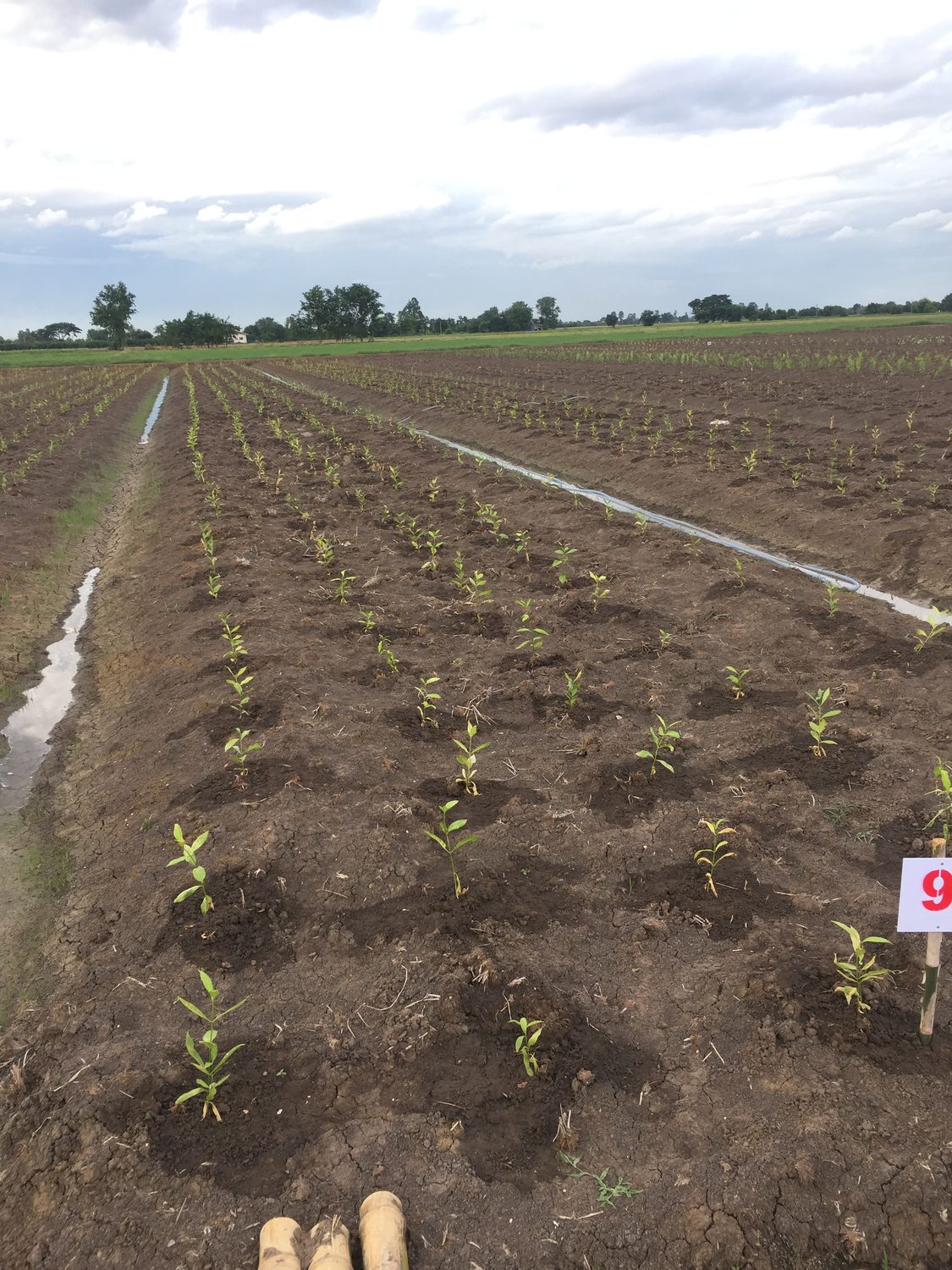ต้นไม้เล็กปลูกเป็นแถวในแปลงพร้อมร่องน้ำ / Young trees planted in rows beside irrigation channels