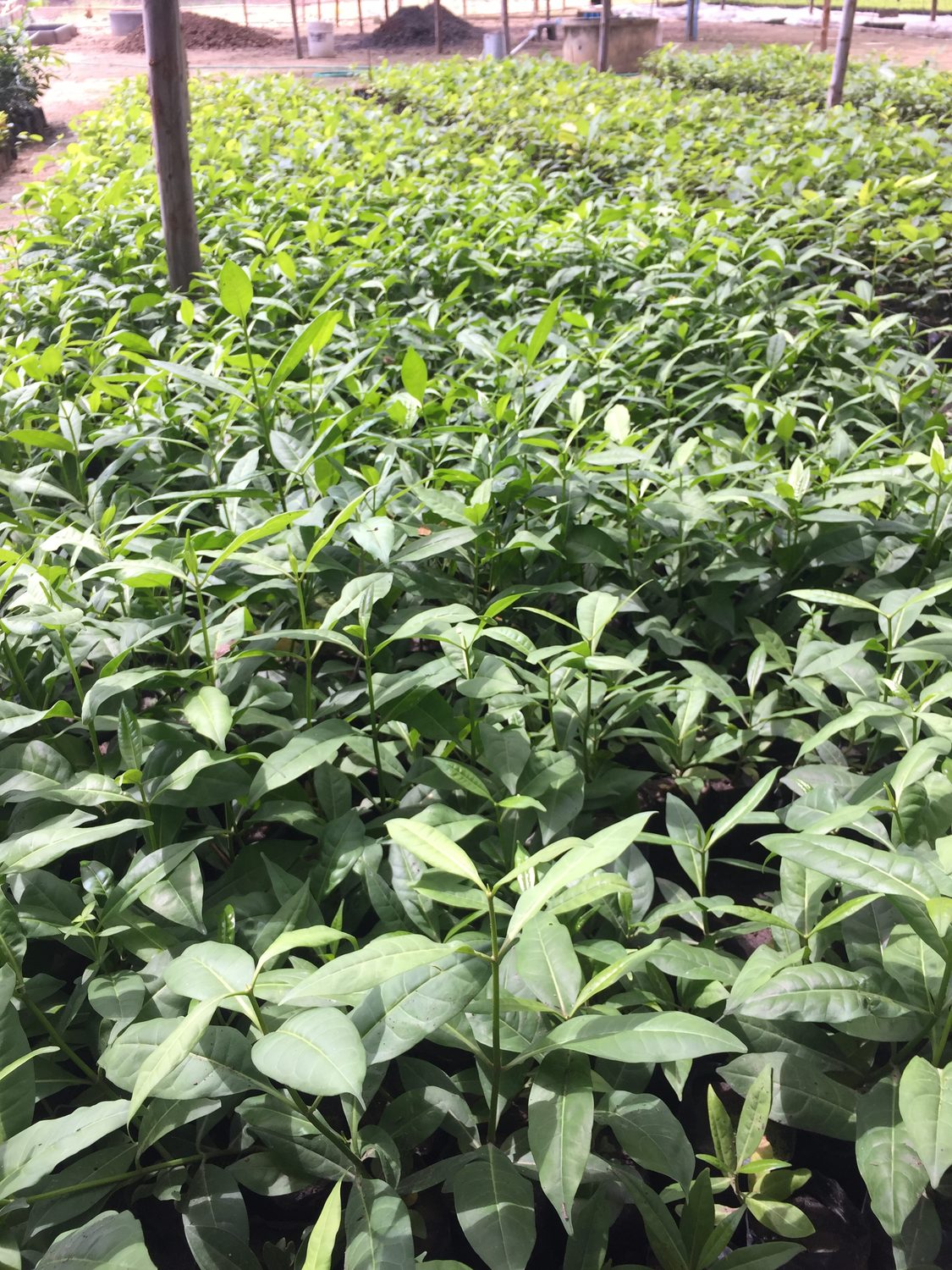 กล้าไม้จำนวนมากเติบโตในเรือนเพาะชำ / Young trees growing in a nursery