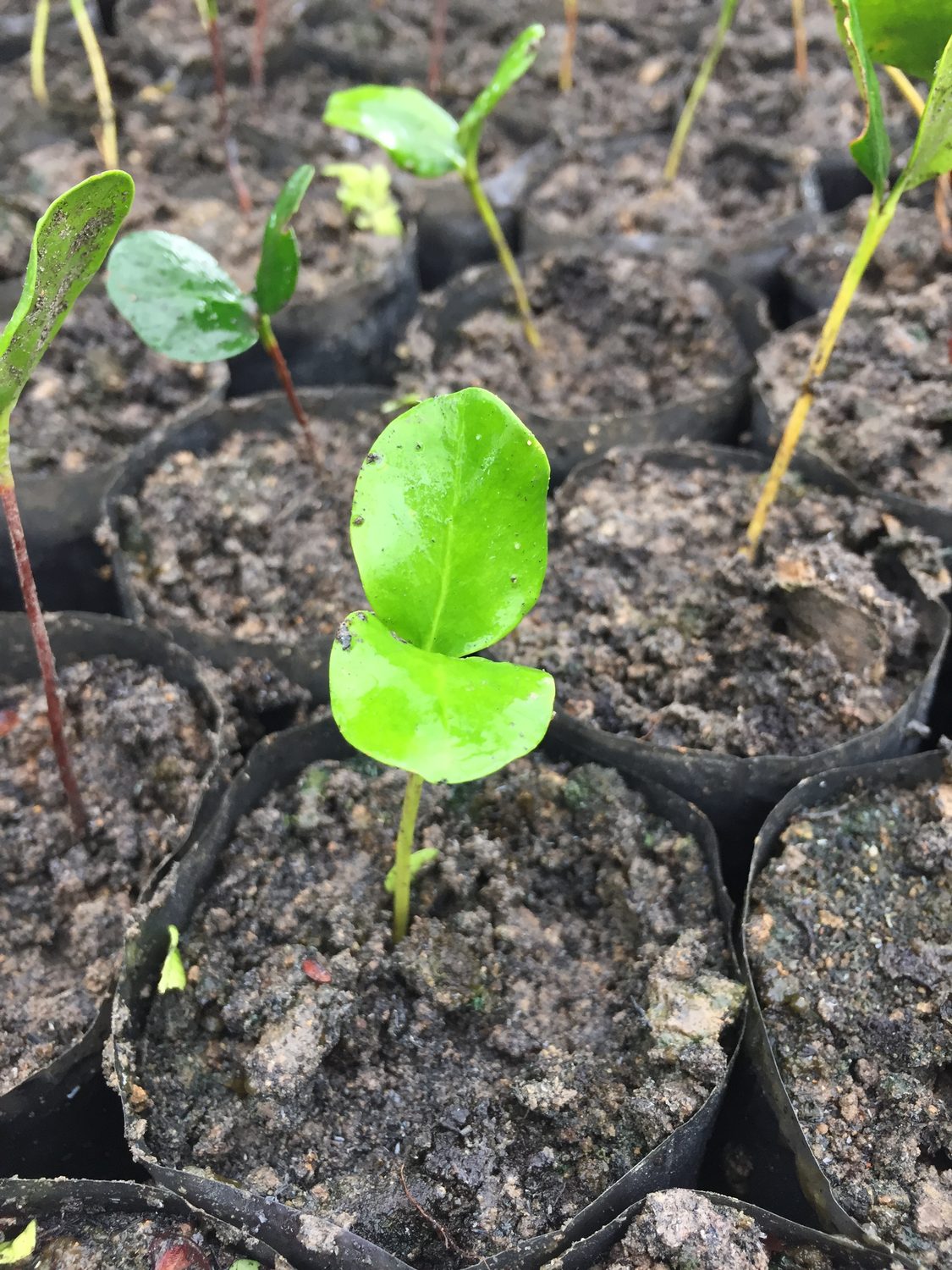 กล้าไม้เริ่มงอกในถุงเพาะ / Seedlings sprouting in grow bags